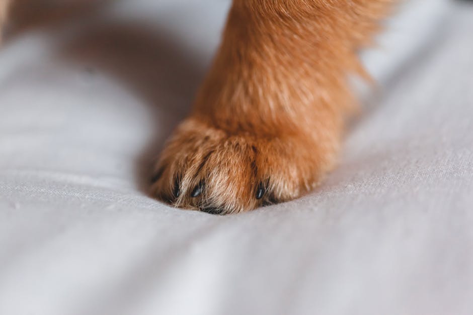 Closeup of little puppy paw with brown fur standing on clean soft bed in bedroom