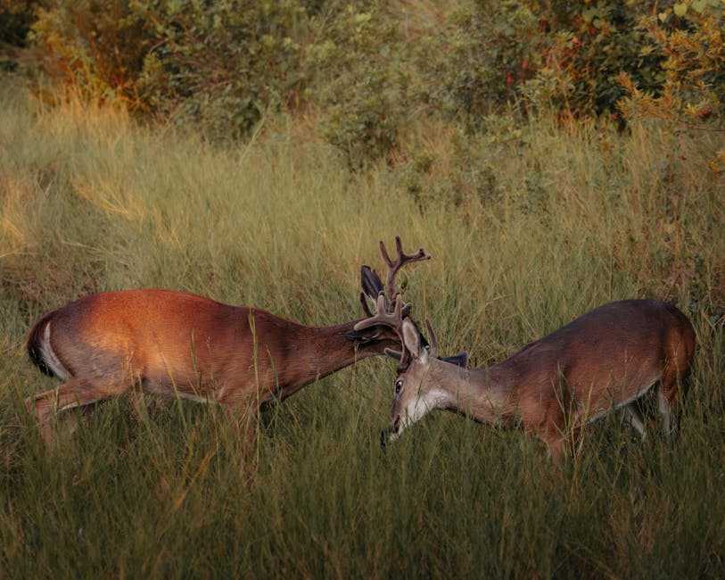 Two male white-tailed deer locking antlers in a grassy field during sunset.