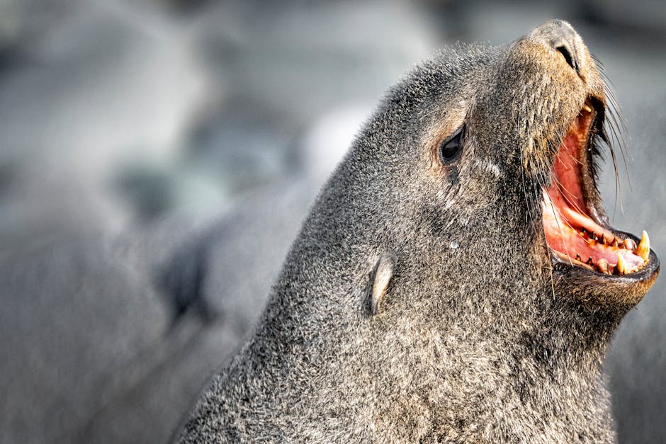 Vibrant close-up of a fur seal roaring in Antarctica, showcasing wildlife photography.