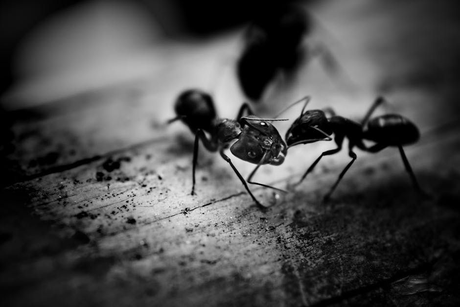 A striking black and white macro photo showcasing ants interacting on a rough surface.